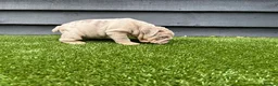 English Bulldog dogs for sale: English Bulldog Puppies - Advert 13