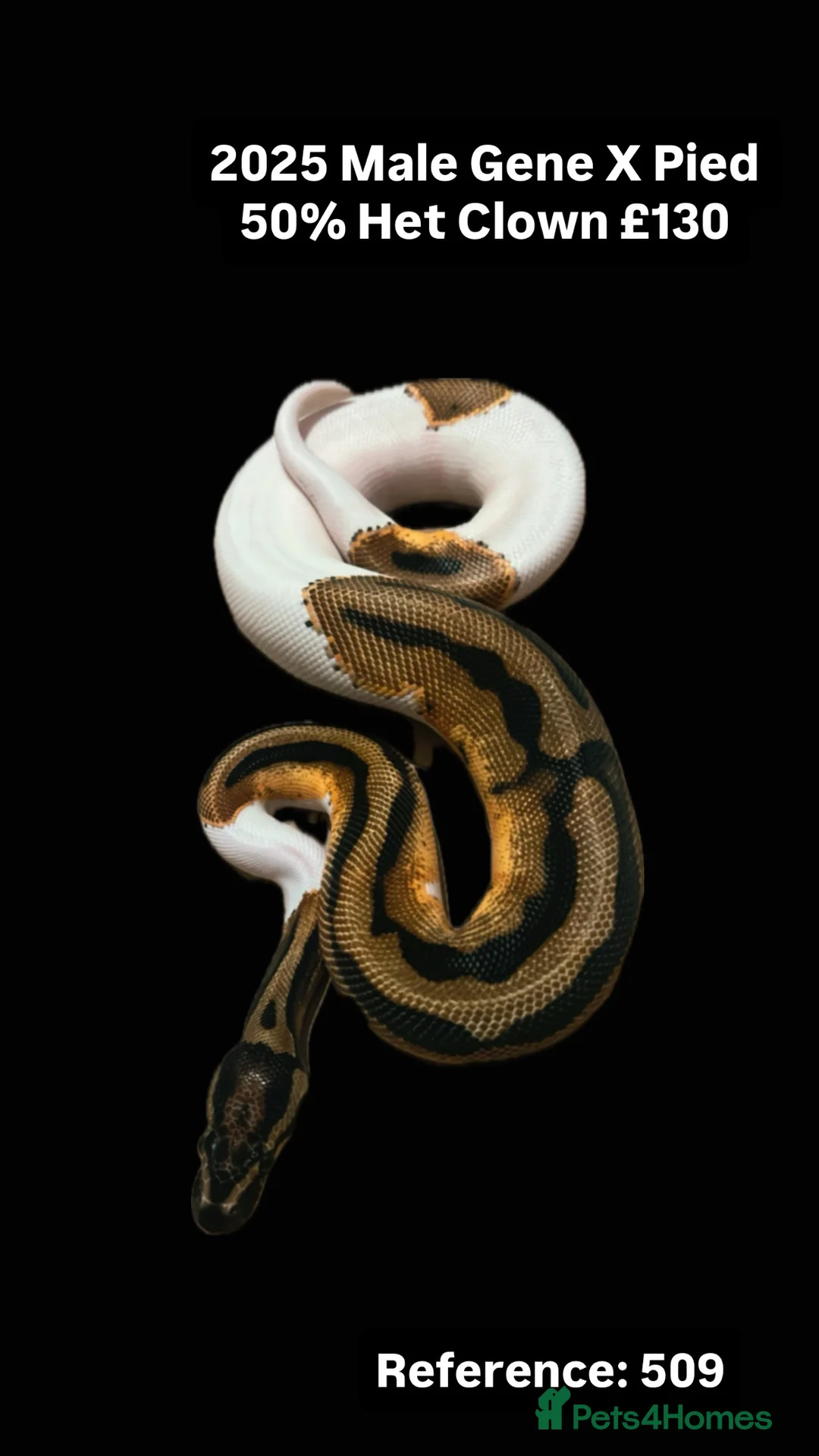 Python Snake reptiles for sale: Various 2025 Pied Ball Pythons Royal Snake - Advert 2