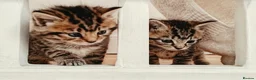 Mixed Breed cats for sale: Seven Tabbies from our Lucky Black Cat - Advert 9