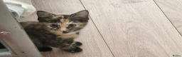 Mixed Breed cats for sale: Beautiful 😍 kittens ready to leave £50 in Wembley - Advert 3