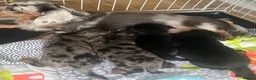 Miniature Dachshund dogs for sale: Longhair Miniature Dachshund - Advert 11