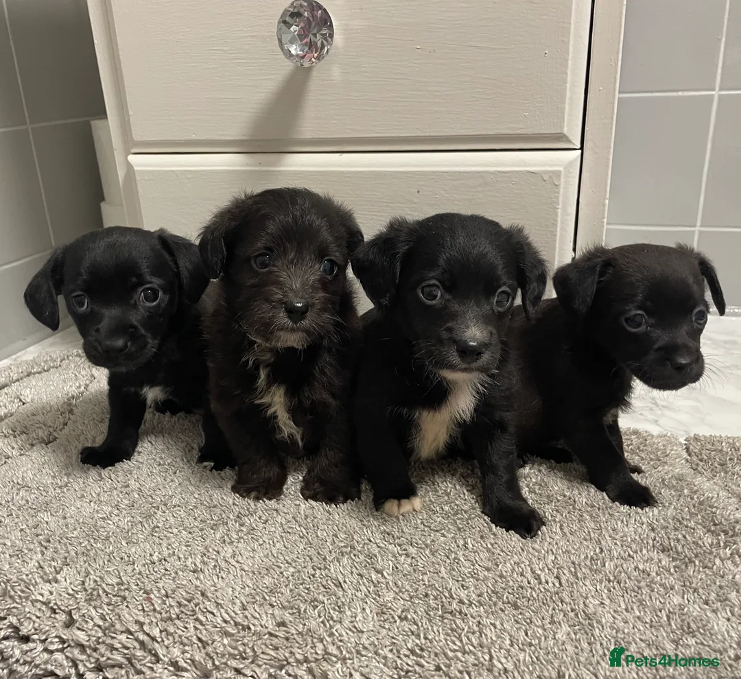Jackapoo dogs for sale: Miniature jackapoo puppies with pedigree papers  - Advert 1