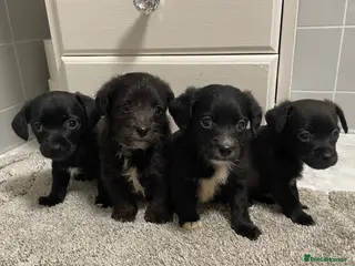 Jackapoo dogs Miniature jackapoo puppies with pedigree papers - Advert 1