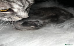 Maine Coon cats for sale: Beautiful Maine coon kittens  - Image 5