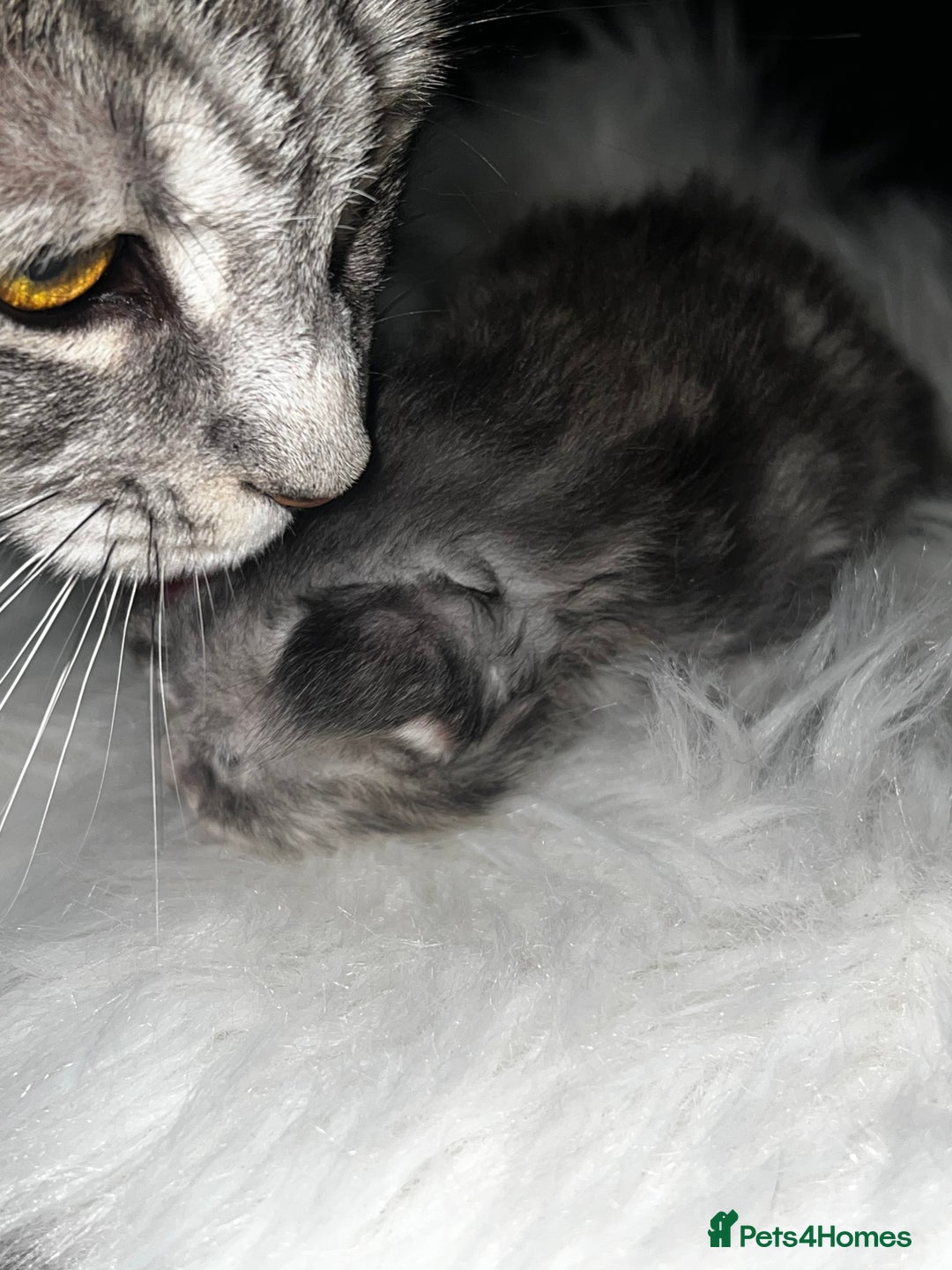 Maine Coon cats for sale: Beautiful Maine coon kittens  - Image 5