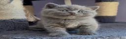 British Shorthair cats for sale: Stunning, super friendly, well bred, healthy, BSH - Advert 14