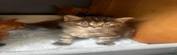 Maine Coon cats for sale: Maincoone x Norwegian forest kittens - Advert 10