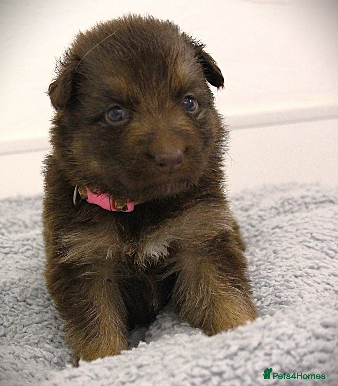 German Shepherd dogs for sale: GORGEAOUS K/C Registered German Shepherd puppies - Image 15