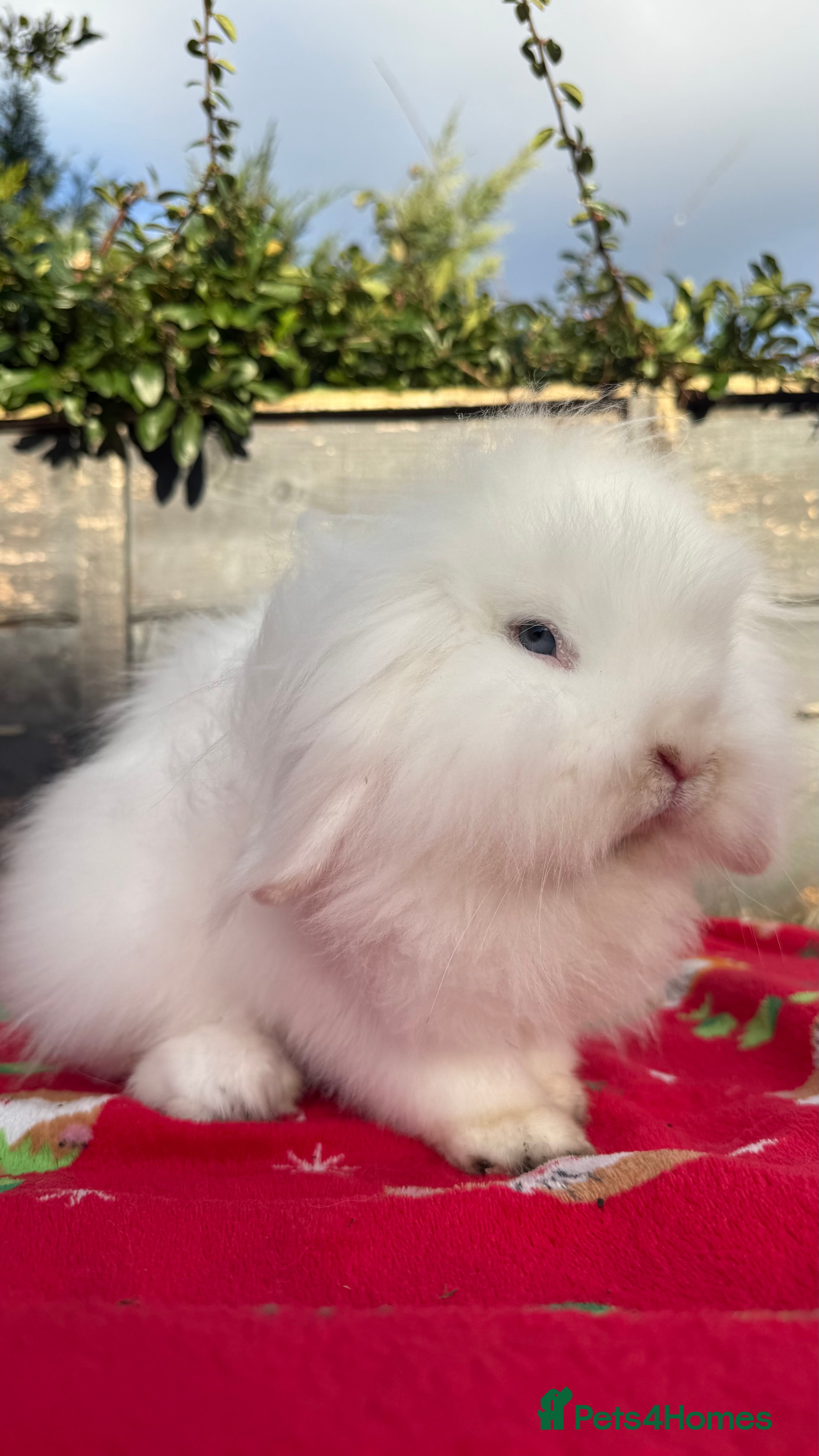 Mini Lion Lop rabbits Beautiful Blue Eyed White Boy - Advert 9
