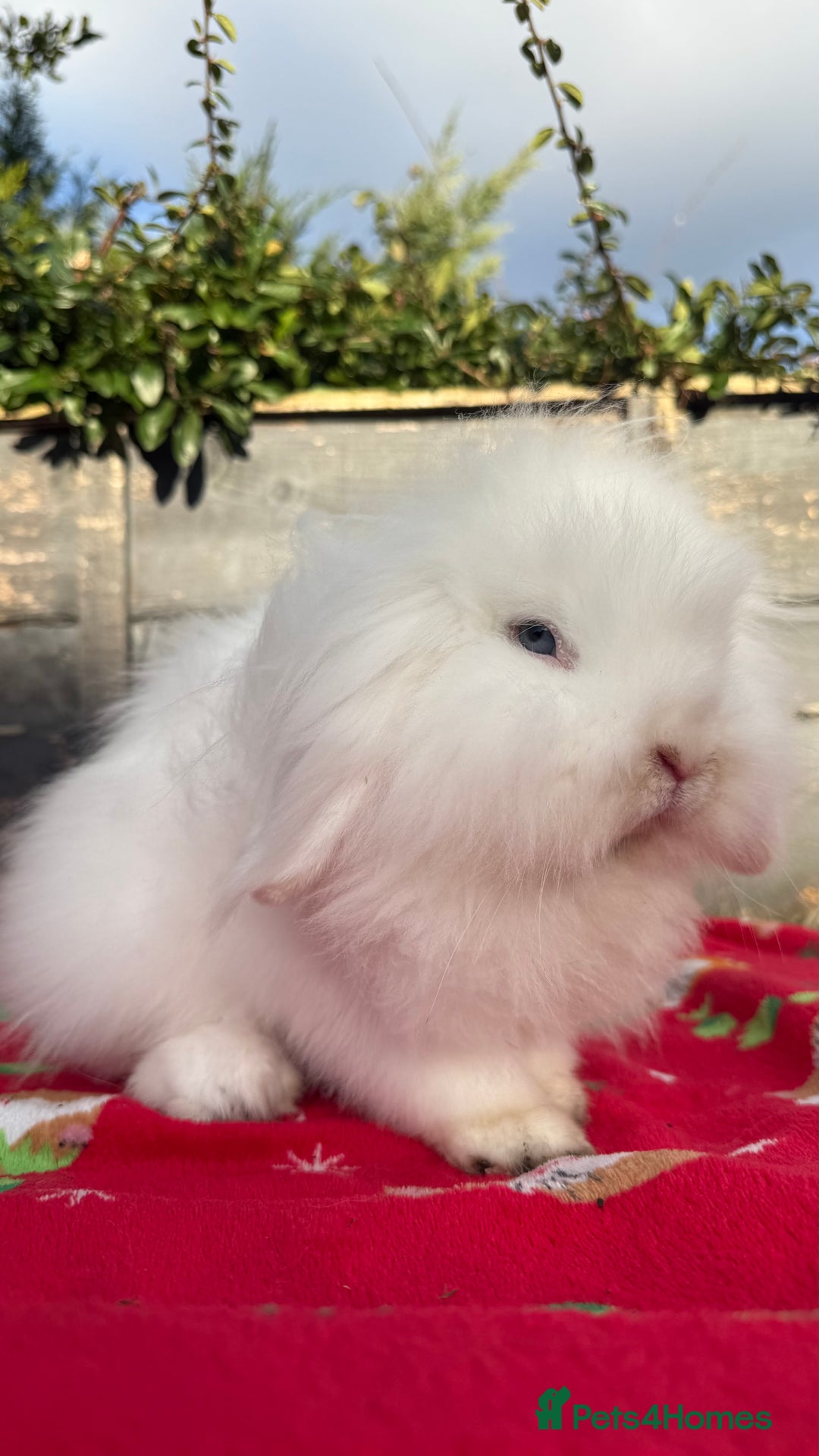 Mini Lion Lop rabbits for sale: Super Sweet, Beautiful Blue Eyed White Boy - Advert 11