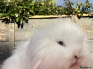 Mini Lion Lop rabbits Beautiful Blue Eyed White Boy - Advert 9