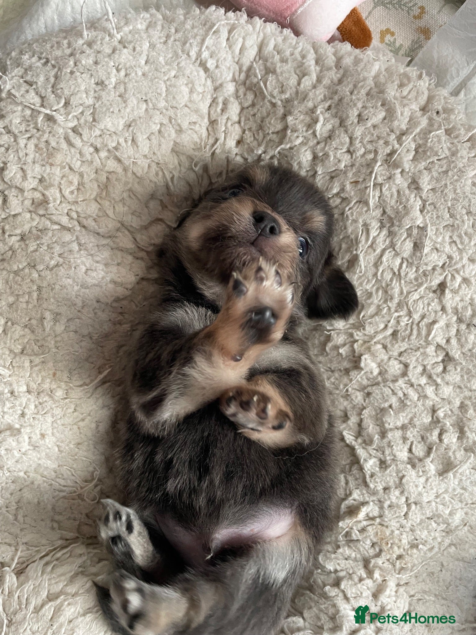 Chihuahua dogs Pure bred tiny chihuahua puppies  - Advert 6