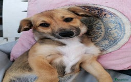 Mixed Breed dogs for adoption: Pilly, a superb small puppy girl for a Loving Home - Image 5