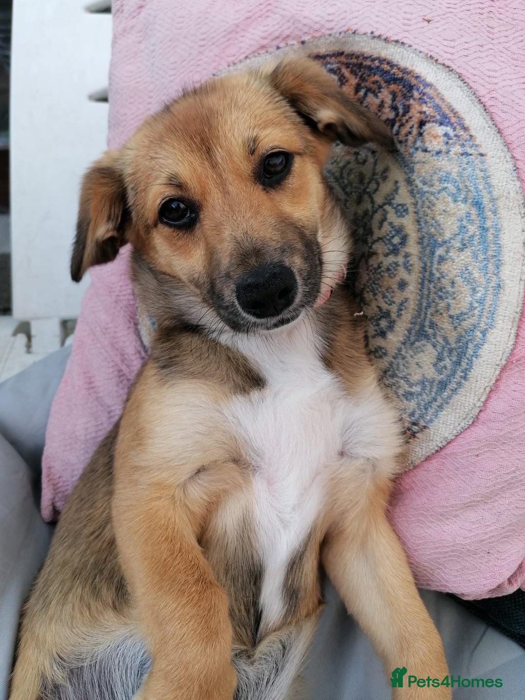 Mixed Breed dogs for adoption: Pilly, a superb small puppy girl for a Loving Home - Image 5