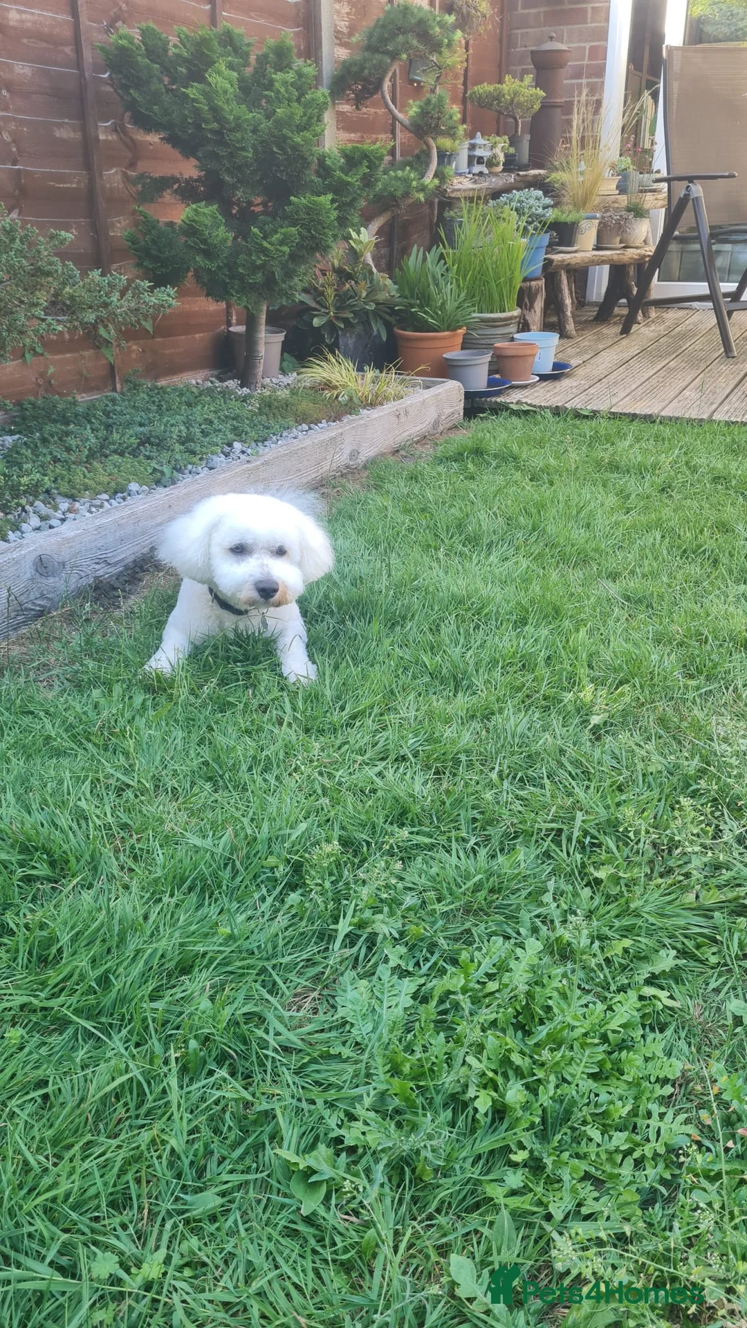 Bichon Frise dogs for stud: Charlie for stud not for sale  - Advert 2