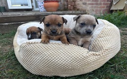 Jack Russell dogs for sale: 2x Jack Russell puppies  - Image 3