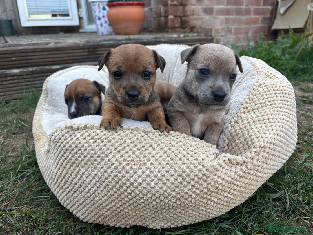 Jack Russell dogs for sale: 2x Jack Russell puppies  - Image 3