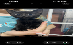 Ragdoll cats for sale: Kittens  - Advert 3