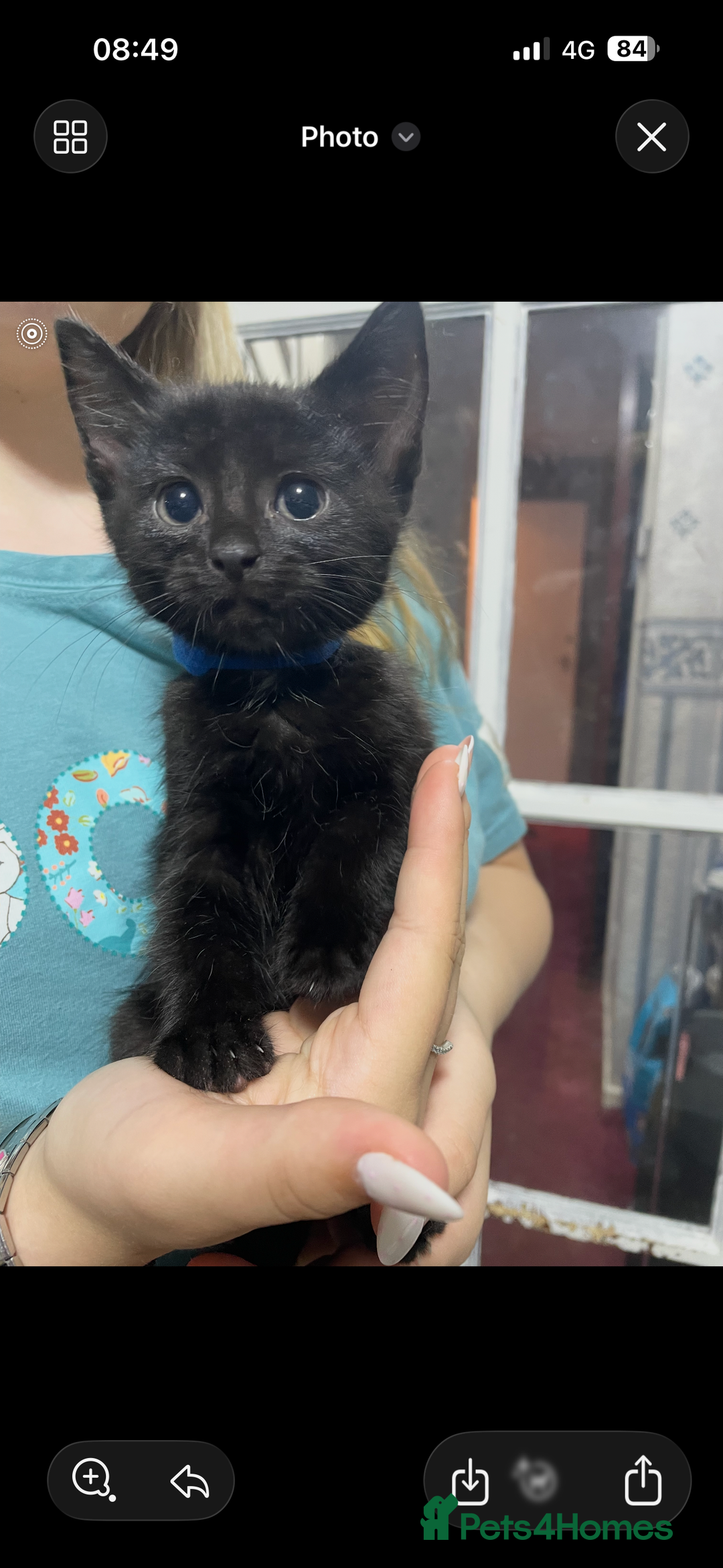 Ragdoll cats for sale: Kittens  - Advert 3