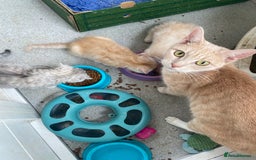 Mixed Breed cats for sale: Silver tabby and cream chinchilla kittens - Image 12