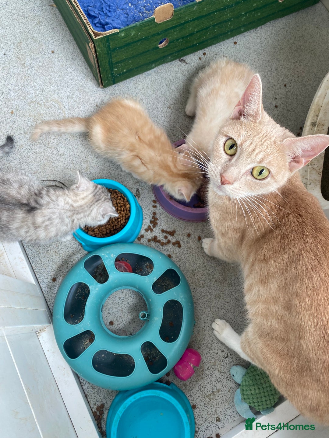 Mixed Breed cats for sale: Silver tabby and cream chinchilla kittens - Image 12