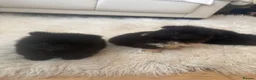 Pomeranian dogs for sale: Pomeranian  in Warrington - Advert 11
