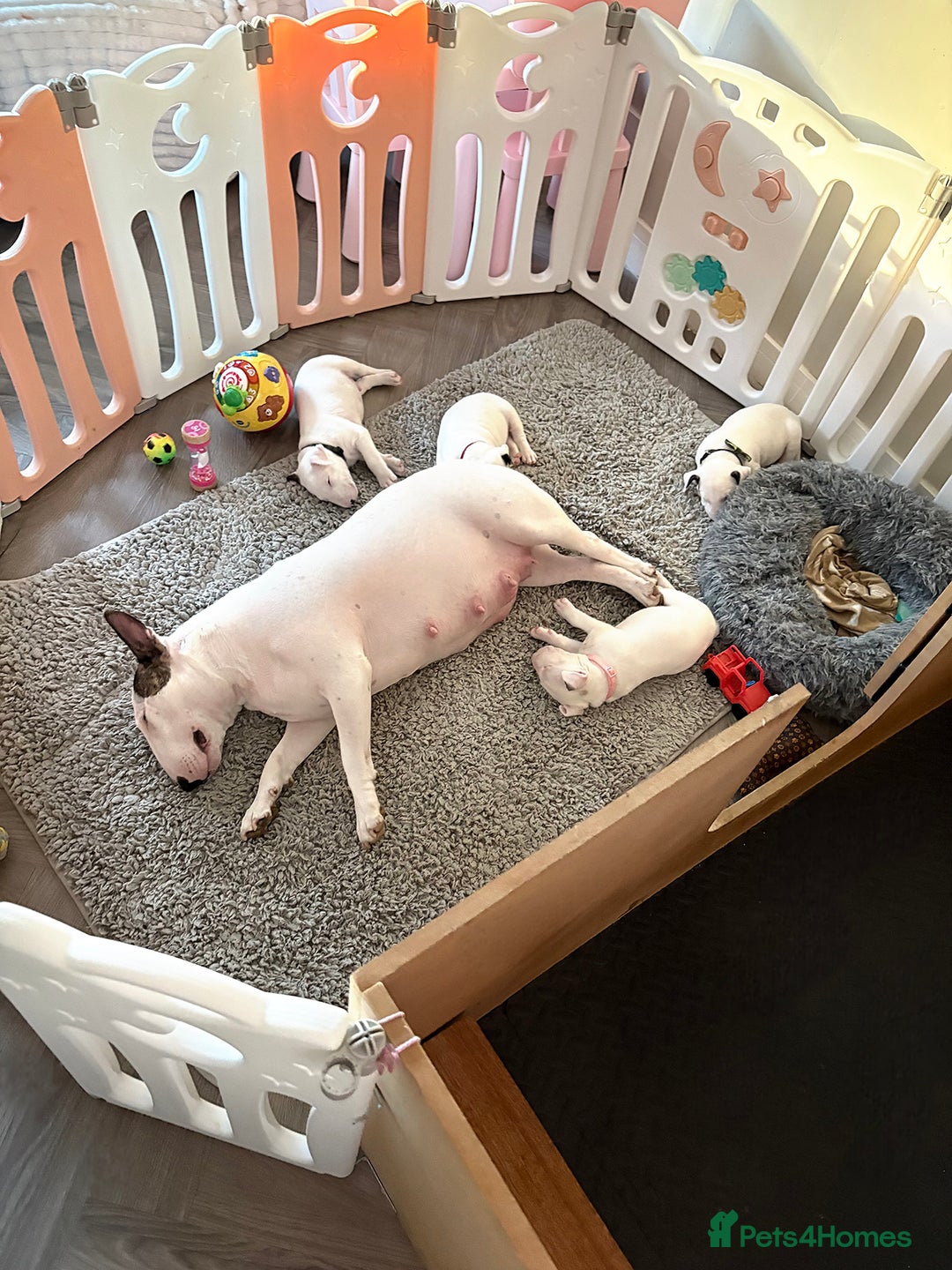 English Bull Terrier dogs for sale: ⭐️Ready Now ⭐️KC Champion EBT Pups ⭐️ - Advert 11