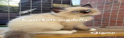 Ragdoll cats for sale: *Stunning colours. TICA registered. Extra fluffy* - Advert 10