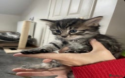 Mixed Breed cats for sale: Cute Adorable Tabby Kittens  - Image 2