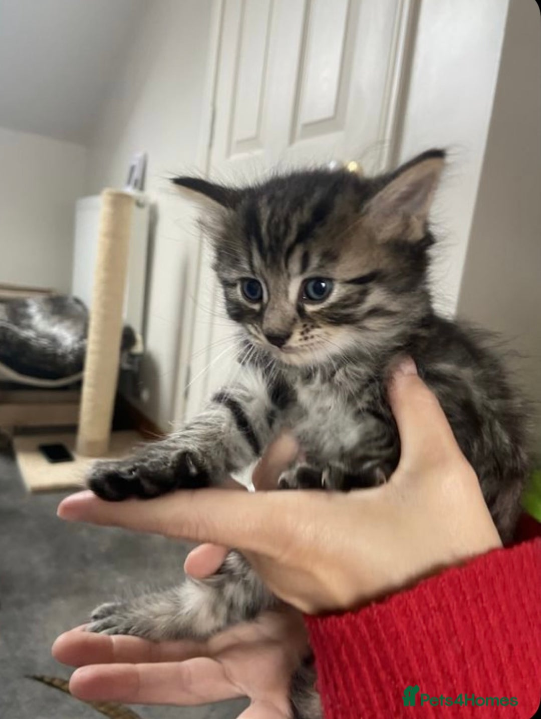 Mixed Breed cats for sale: Cute Adorable Tabby Kittens  - Image 2