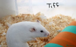 Hamster rodents for sale: Syrian Hamsters - various ages and cage - Image 17