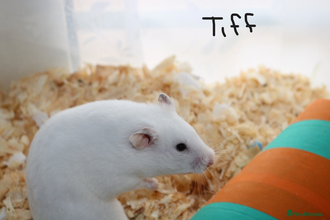 Hamster rodents for sale: Syrian Hamsters - various ages and cage - Image 17