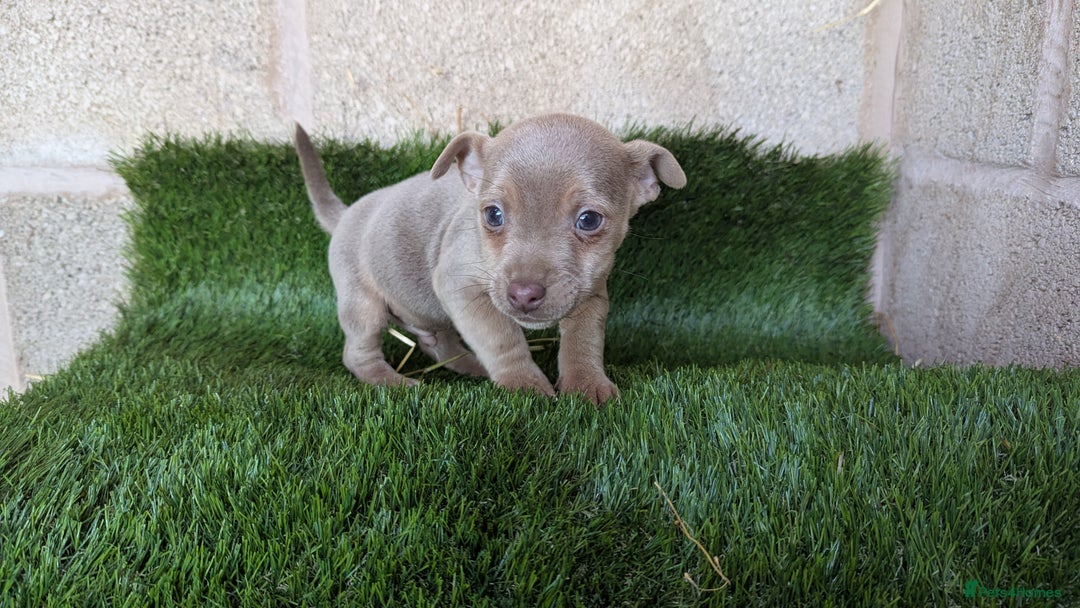 Jack Russell dogs for sale: Miniature Lilac jack Russells - Advert 7
