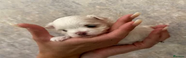 Maltese 1
