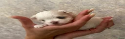 Maltese dogs for sale: One Beautiful Korean Maltese boy left for sale 🐾  - Advert 22