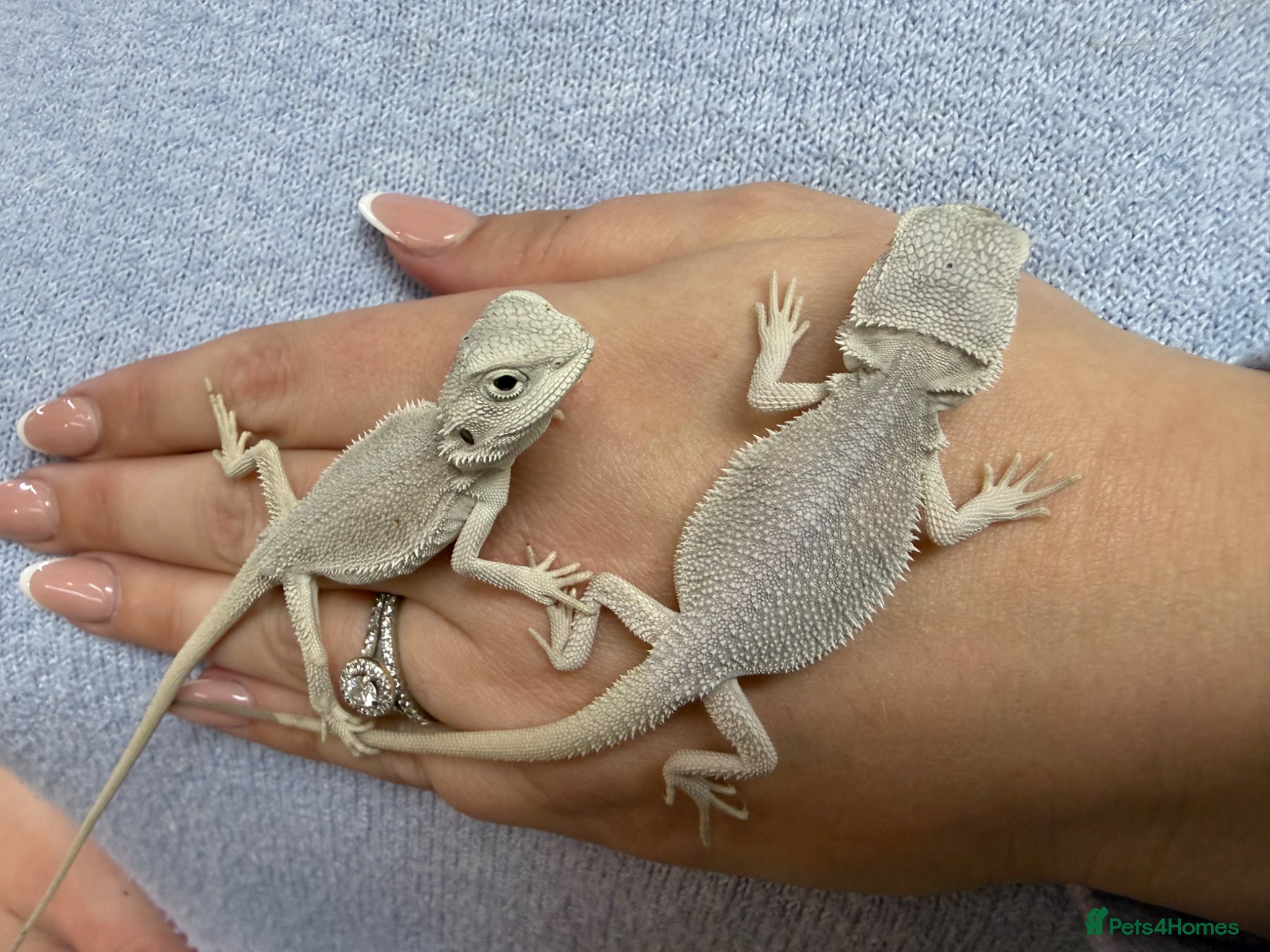 Bearded Dragon reptiles ❄️🤍 Baby Snow White Hypo Zero Bearded Dragon 🤍❄️ - Advert 2