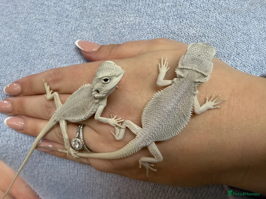Bearded Dragon reptiles for sale: ❄️🤍 Baby Snow White Hypo Zero Bearded Dragon 🤍❄️ - Advert 2