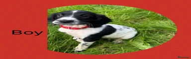 English Springer Spaniel male