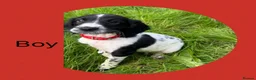 English Springer Spaniel dogs for sale: KC Registered English Springer Spaniel Puppies  - Advert 9