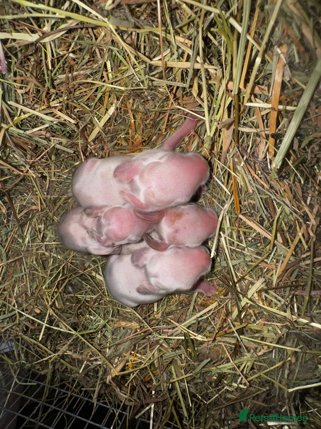 Rex rabbits for sale: 10X Mini lop x Rex babies Nova & Fendi 🧡🤍 - Image 8