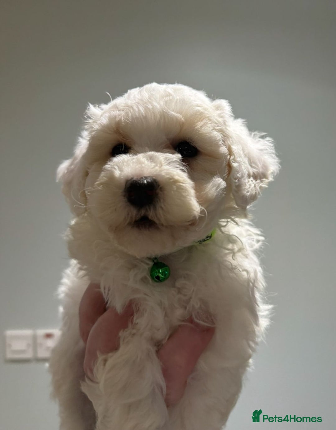Mixed Breed dogs for sale: Toy Westiepoo Puppies - Non-Shed - Advert 13