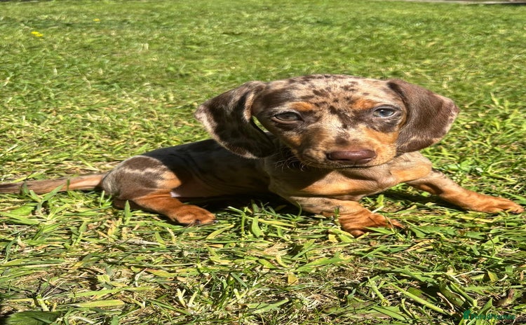 Miniature Dachshund dogs - Advert 2