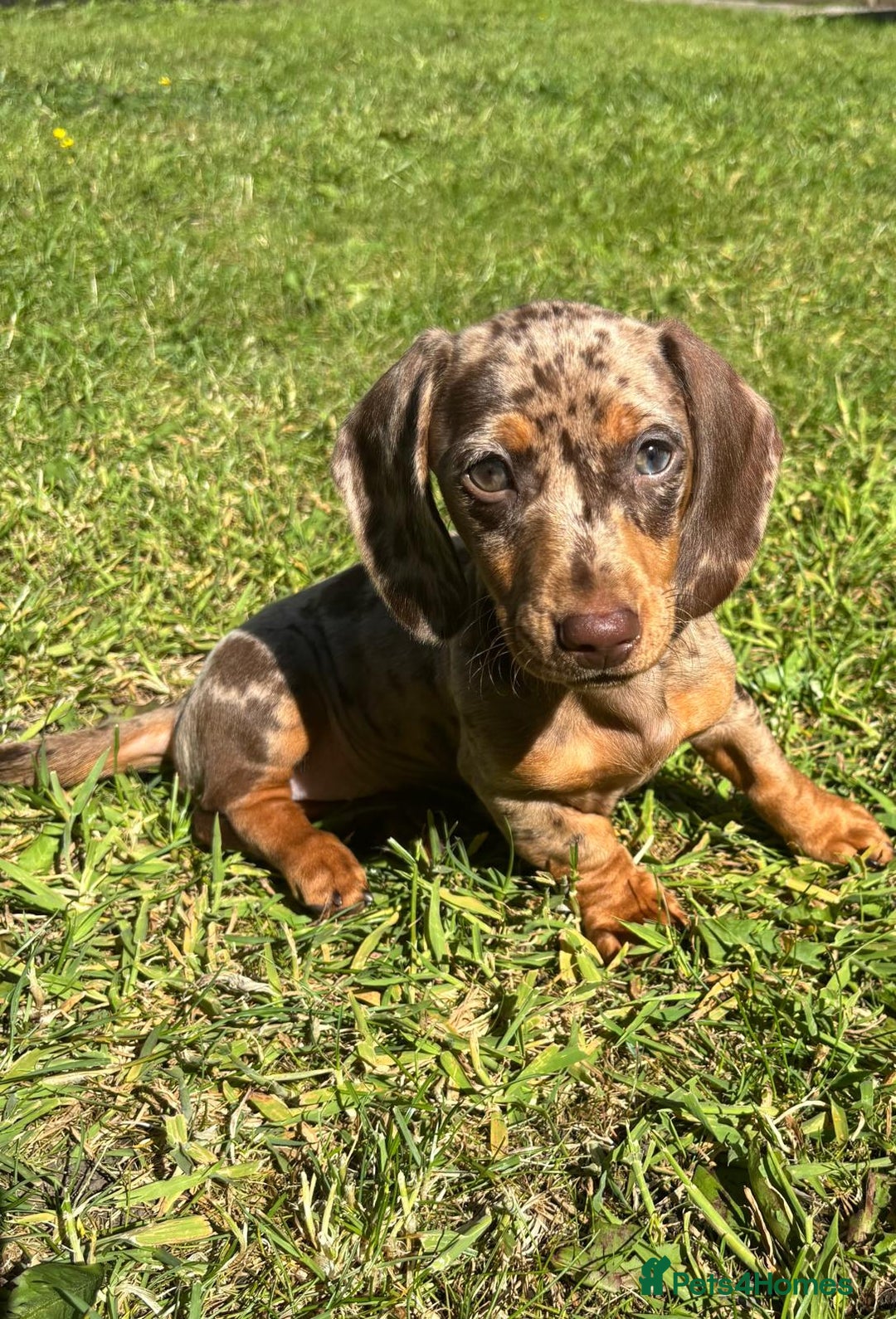 Miniature Dachshund dogs for sale: Stunning 6 months female dapple puppy - Image 1