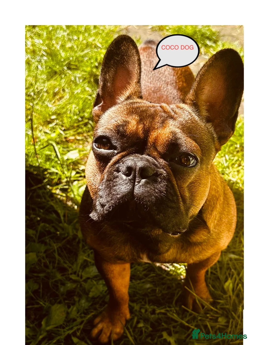 Mixed Breed dogs for sale: Puppies  - Advert 5