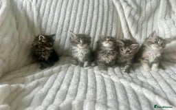 Ragcoon cats for sale: Gorgeous Mainecoon x Ragdoll kittens  - Image 3