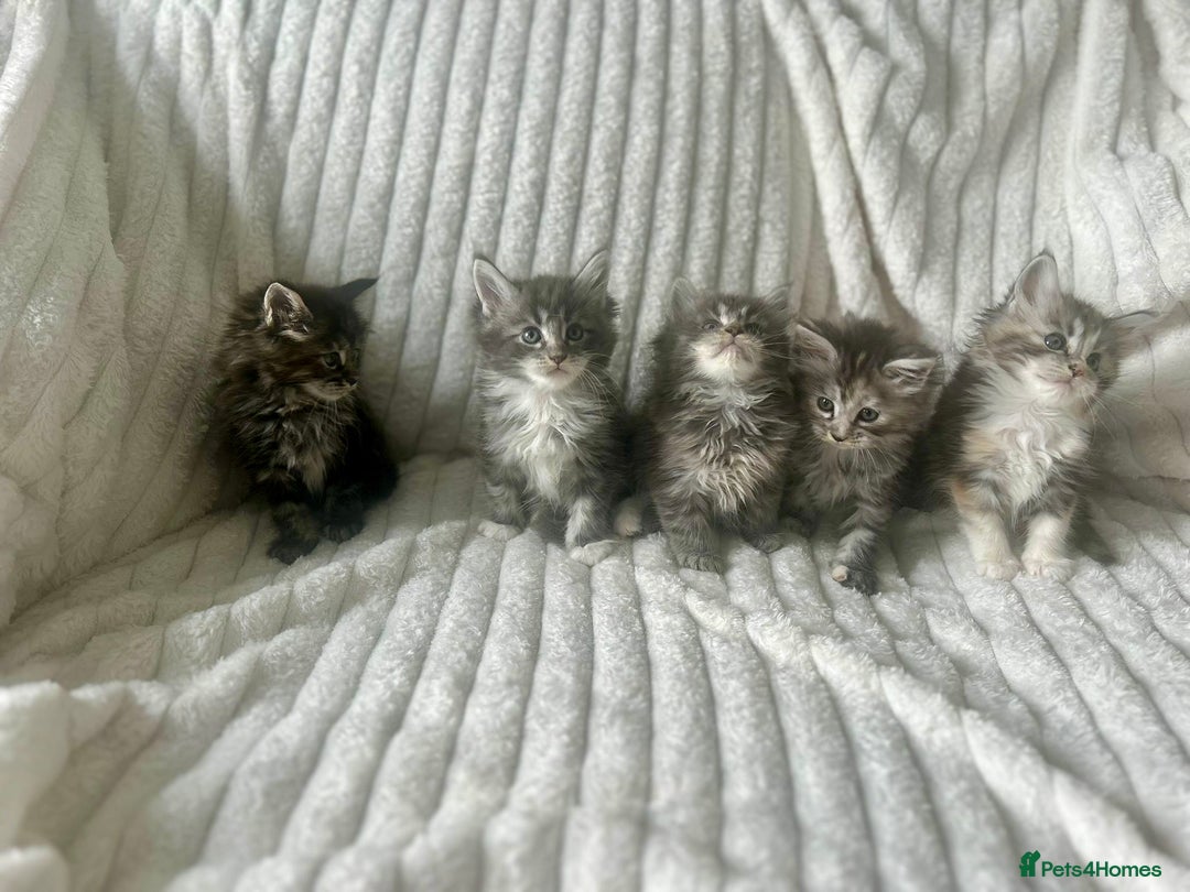 Ragcoon cats for sale: Gorgeous Mainecoon x Ragdoll kittens  - Image 3