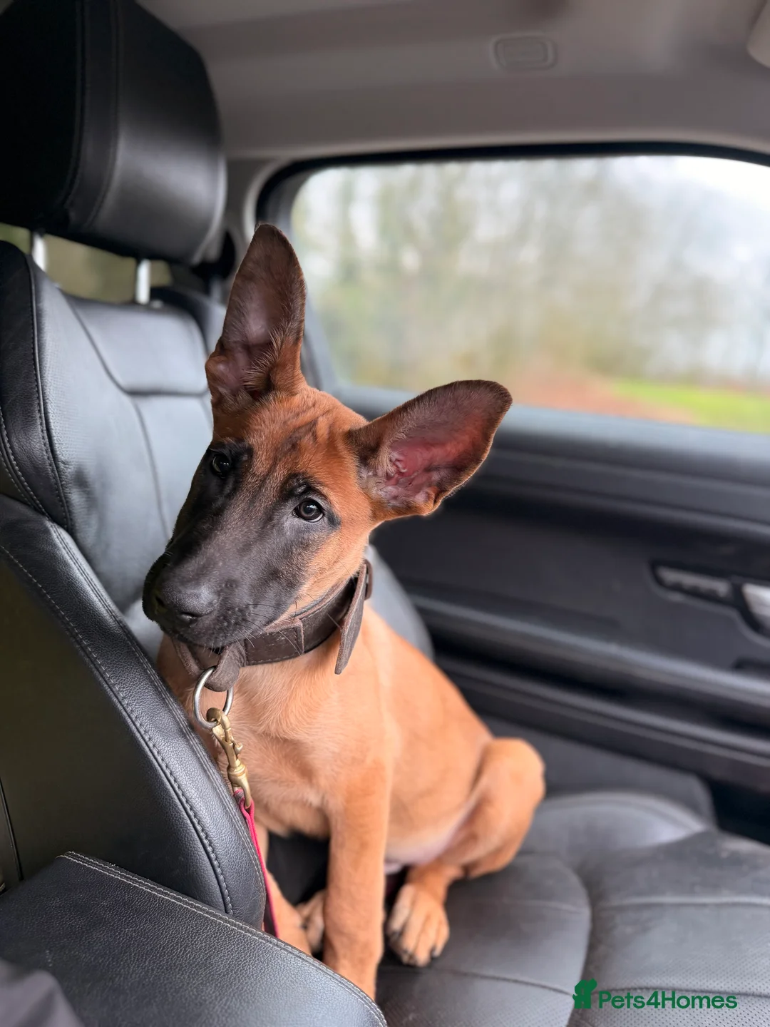 Belgian Shepherd Dog dogs for sale: Dutch Herders - Advert 5