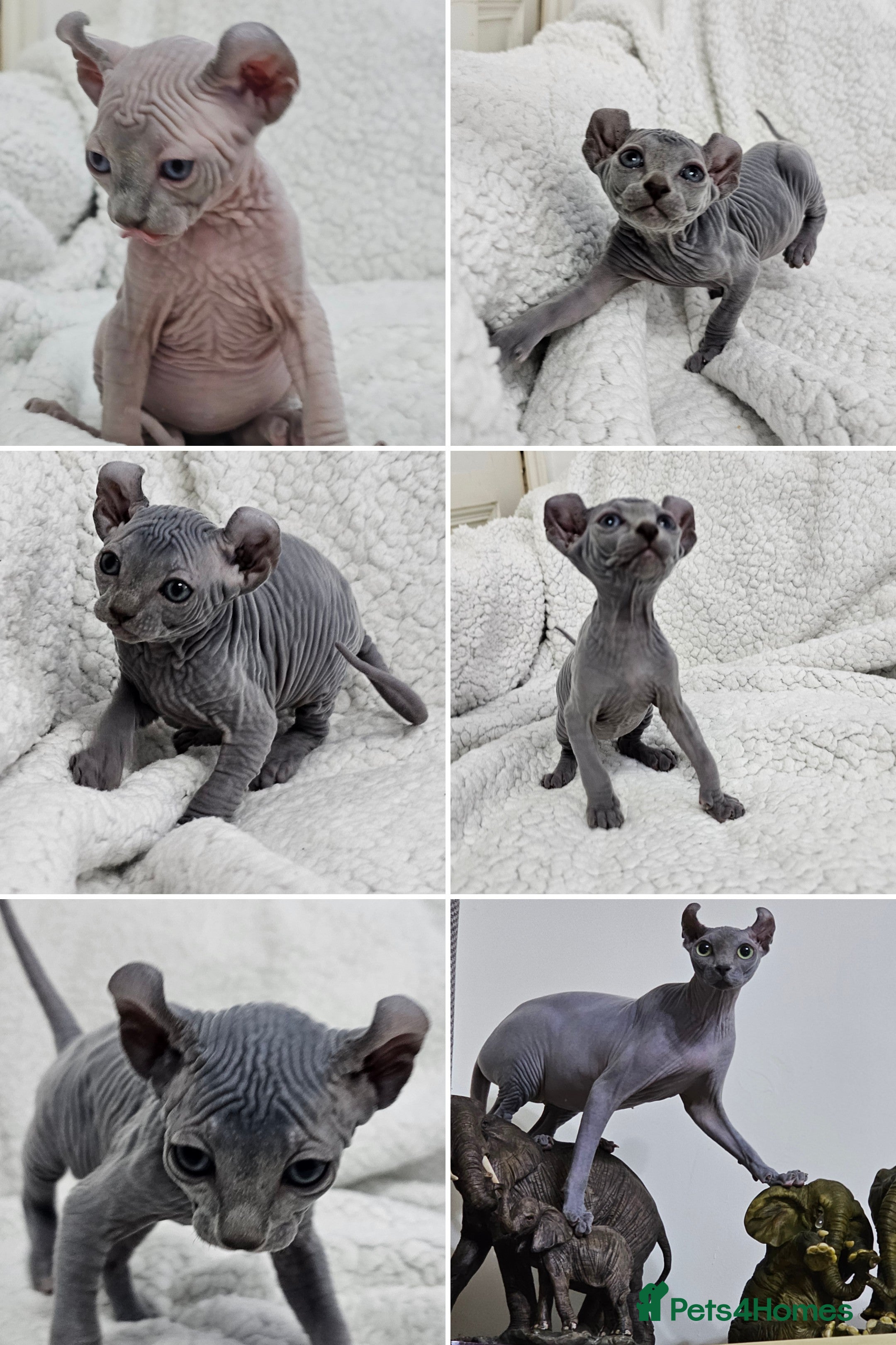 Sphynx cats Sphynx Elf kittens - Advert 17