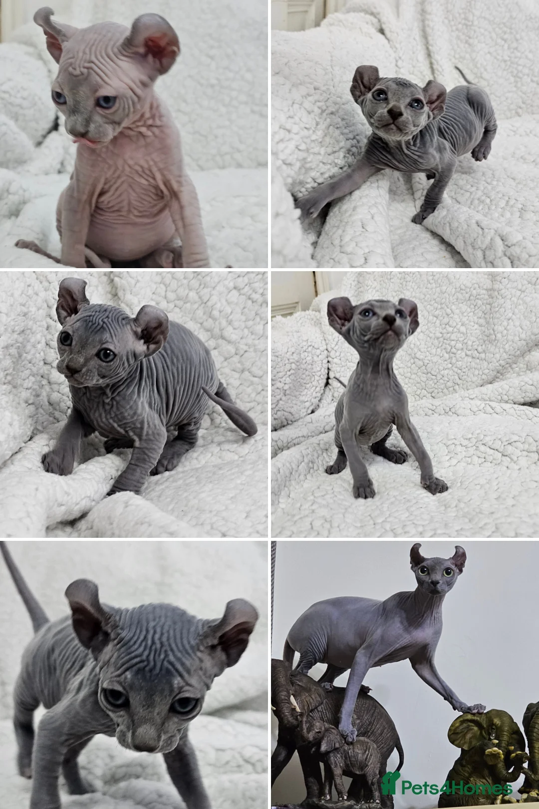 Sphynx cats for sale: Sphynx Elf kittens - Advert 10