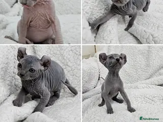 Sphynx cats Sphynx Elf kittens - Advert 17